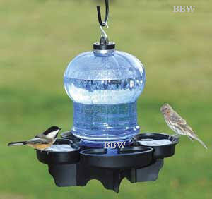 http://www.backyardbirdwatcher.com/media/GCimages/FN3004.jpg