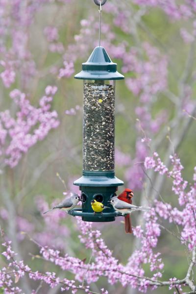 Brome 1024 Squirrel Buster Plus Wild Bird Feeder with Cardinal Perch Ring 
