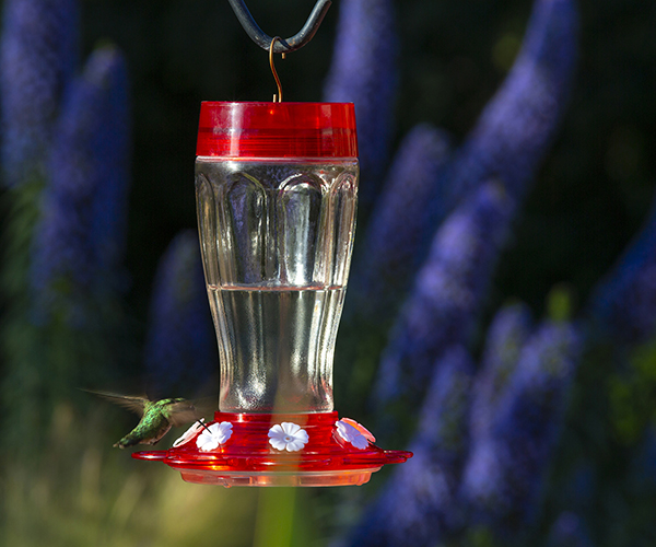 Big Gulp Classic Hummingbird Feeder