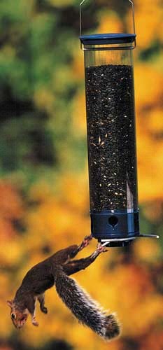 Droll Yankees Whipper Cardinal Bird Feeder