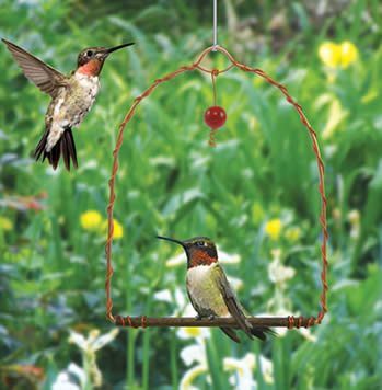 Copper Hummingbird Swing