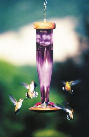 Schrodt Designs Stylish Bird Feeders Artistic Bird Feeders