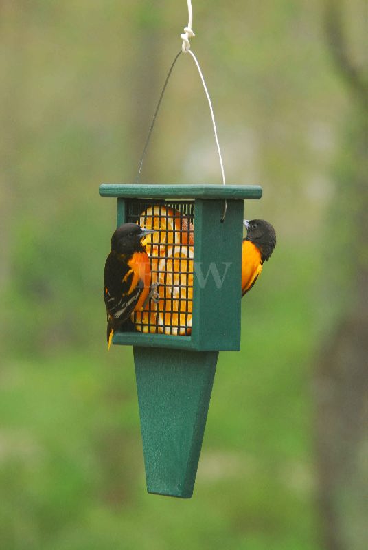 Songbird Essentials Recycled Plastic Suet Feeder with Tail Prop