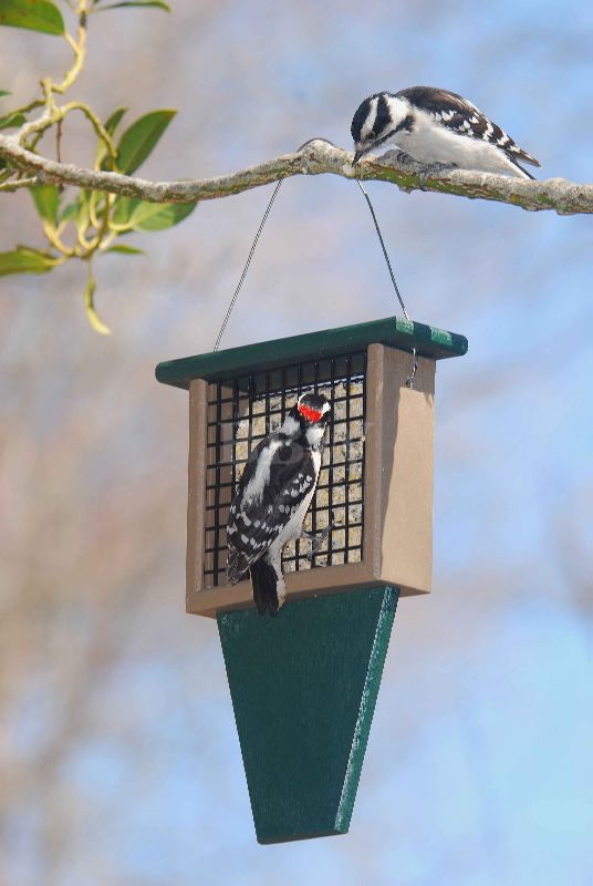 Songbird Essentials Suet Feeder with Tail Prop-Hunter Driftwood