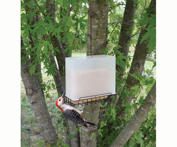 Songbird Essentials Suet Saver Bird Feeder 