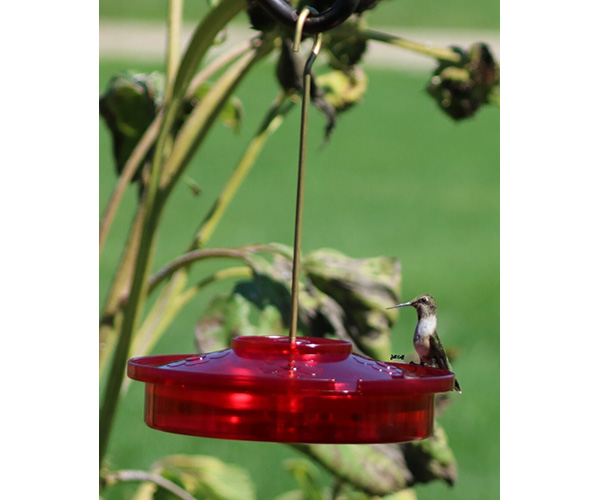 Hummingbird Haven 16 oz.  Top Fill Hummingbird Feeder