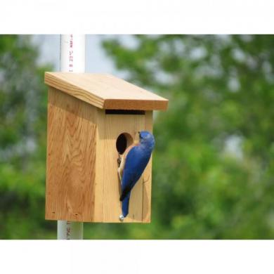 Cedar BlueBird House