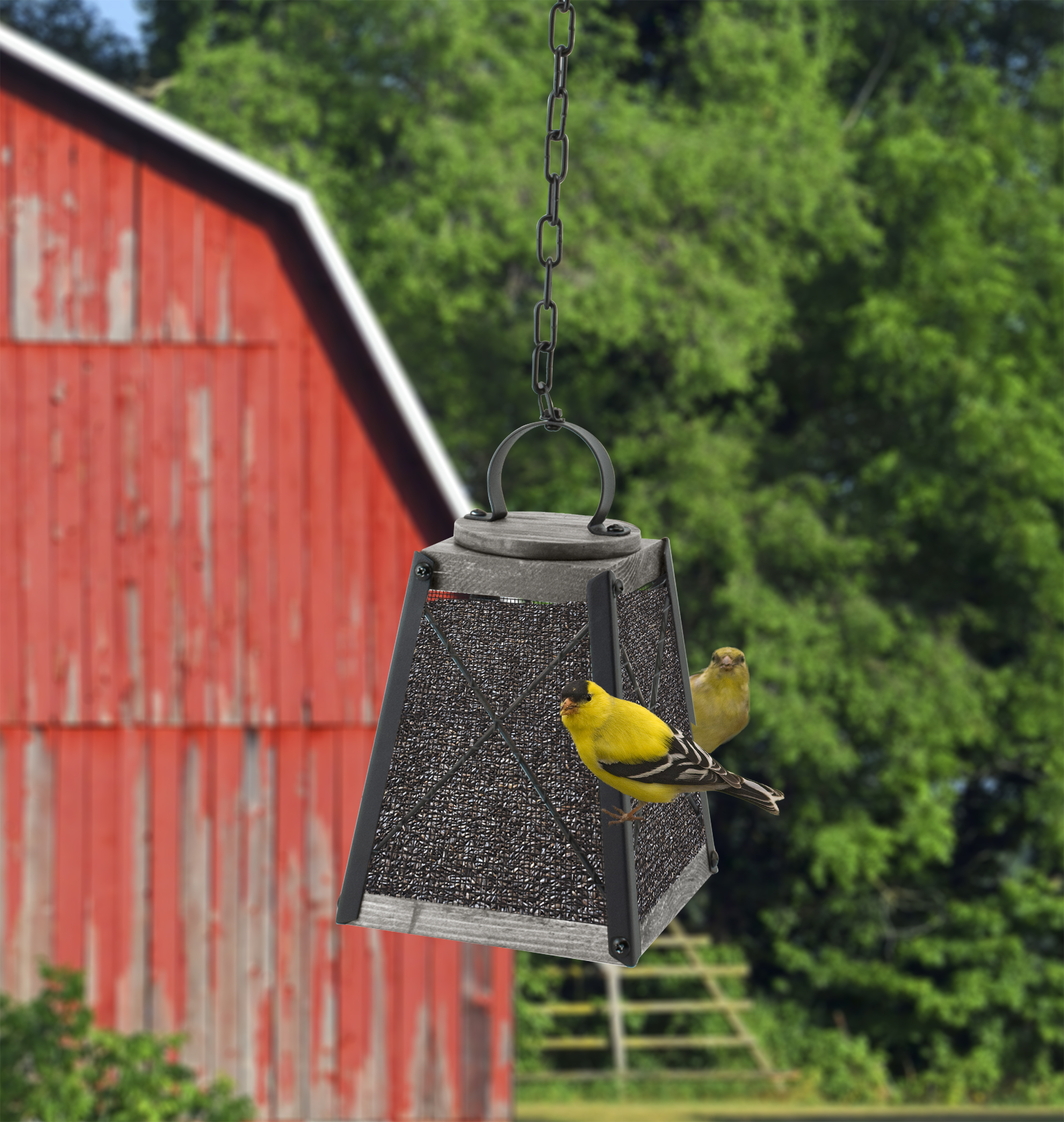 WL-25449_wthistleseed-inuse_x300