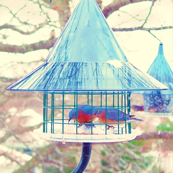 Arundale Bluebird Sky Cafe Caged Feeder [AR400 squirrel