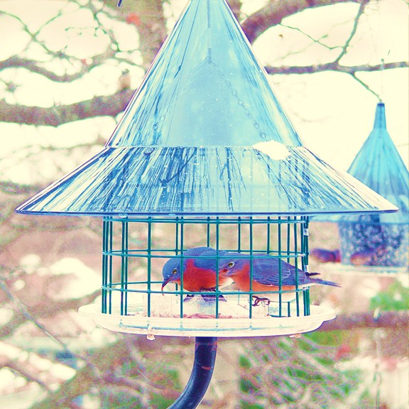 Arundale Bluebird Sky Cafe Feeder -[AR400]