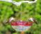 HummBlossom 4 oz Hummingbird Feeder Rose