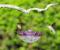 HummBlossom 4 oz Hummingbird Feeder Rose 1