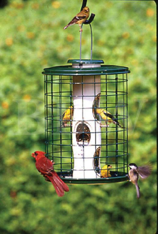 Woodlink Avian Mixed Seed Feeder With Wire Cage