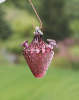 BIRDBRAIN12271_t.jpg
